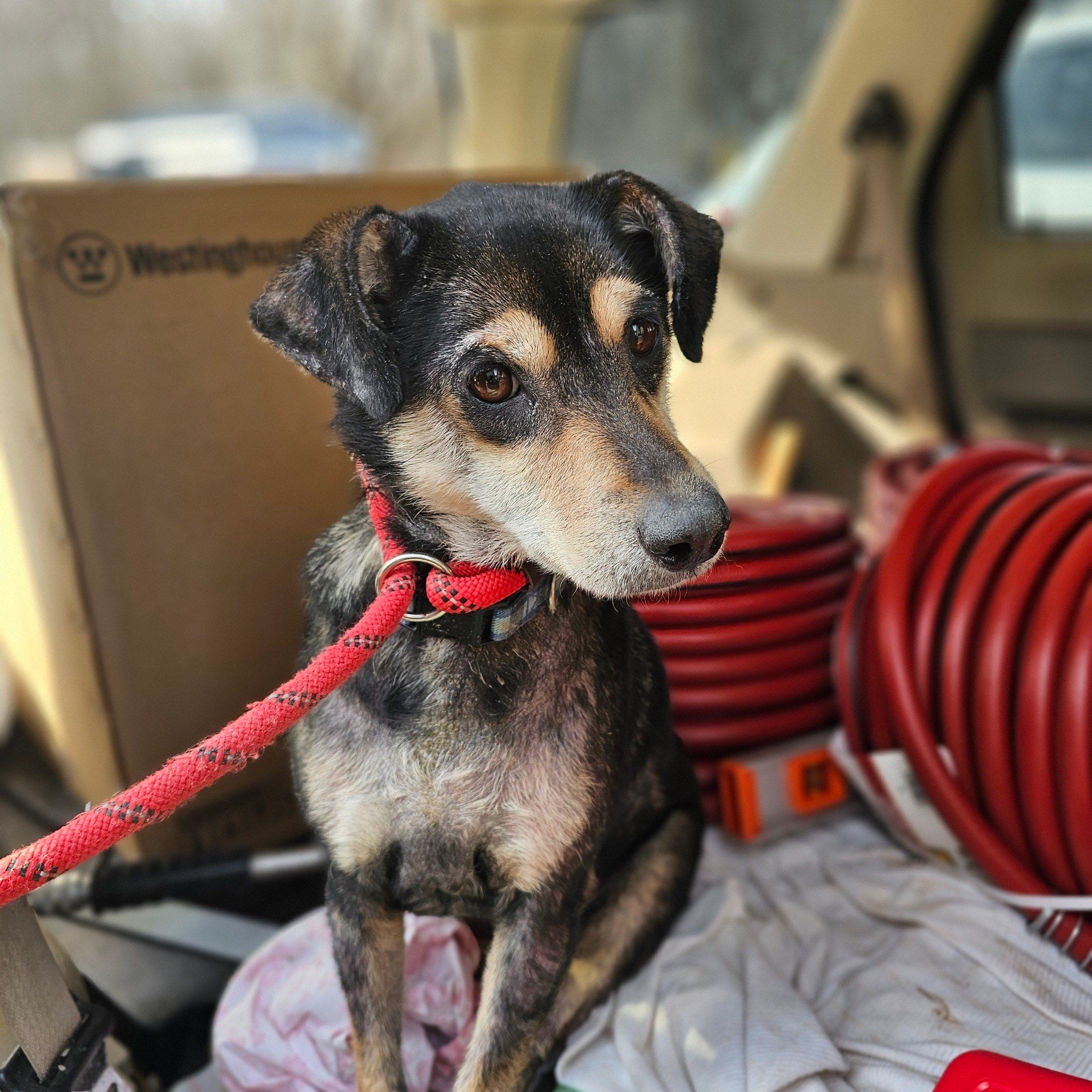 Dog found abandoned in 'deplorable' home in Warren