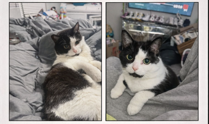 Owners still searching for cat missing from home deemed 'total loss' in Girard