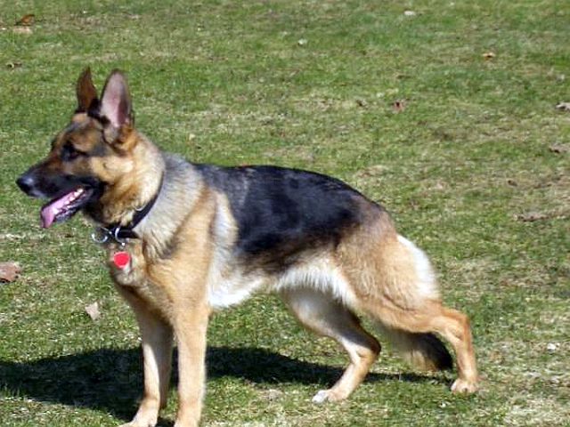 Salineville police mourn loss of K-9 - WFMJ.com