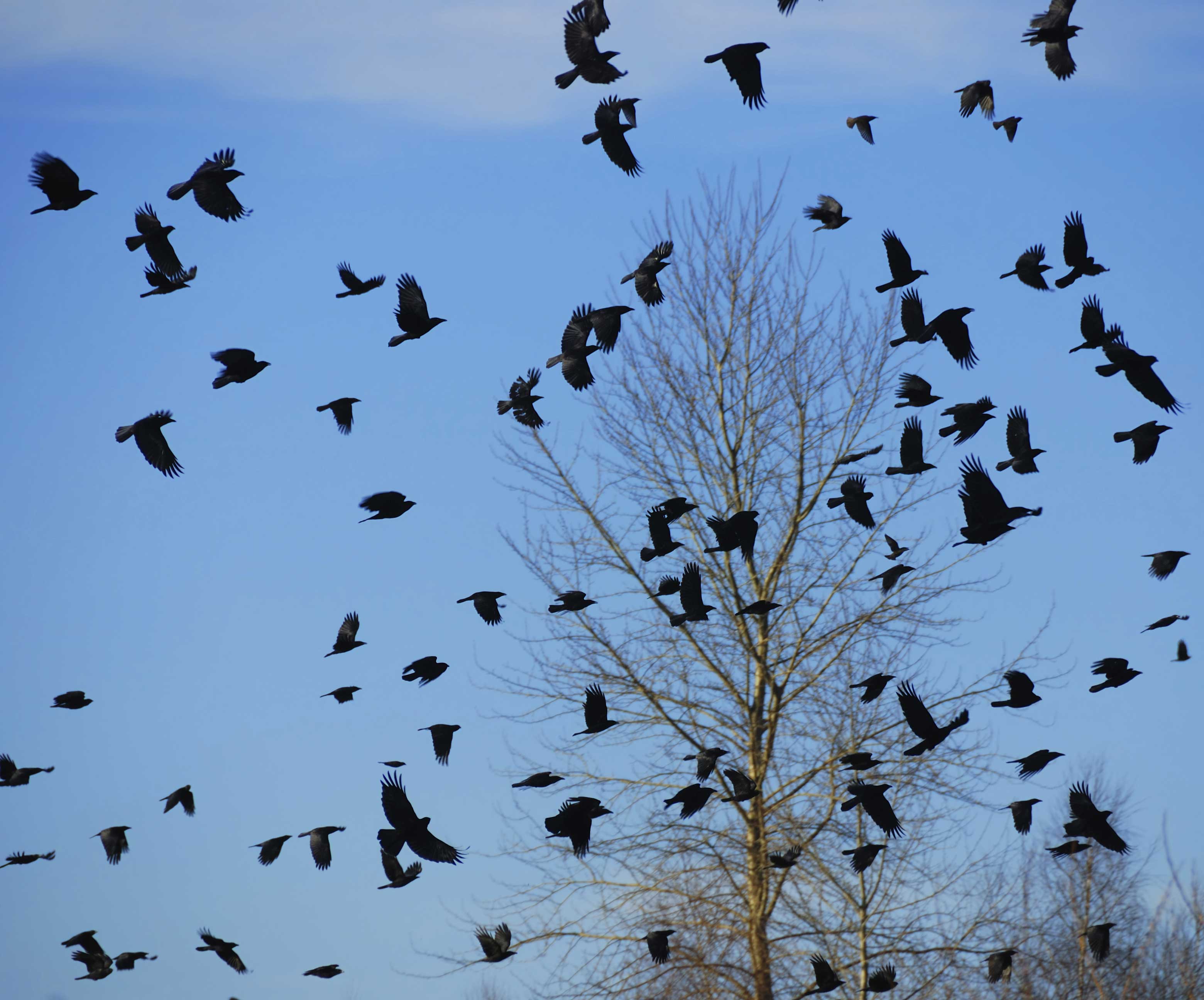 Thousands of crows cause problems for Ohio city - WFMJ.com News weather ...