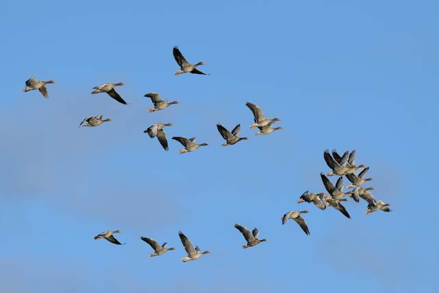 Duck blind lotteries set for some Ohio state parks - WFMJ.com