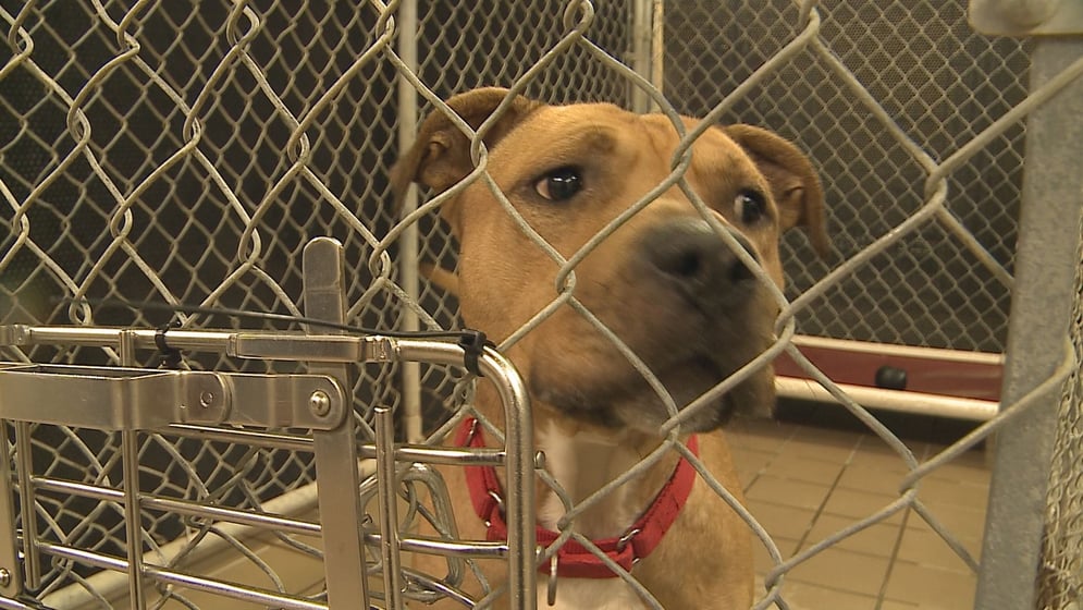 Fundraiser To Inspire Donations To Mahoning County Dog Pound Wfmj Com